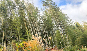 そらやまの丘　里山